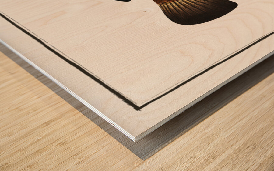 Streaked Wrasse Labrus fasciatus Wood print