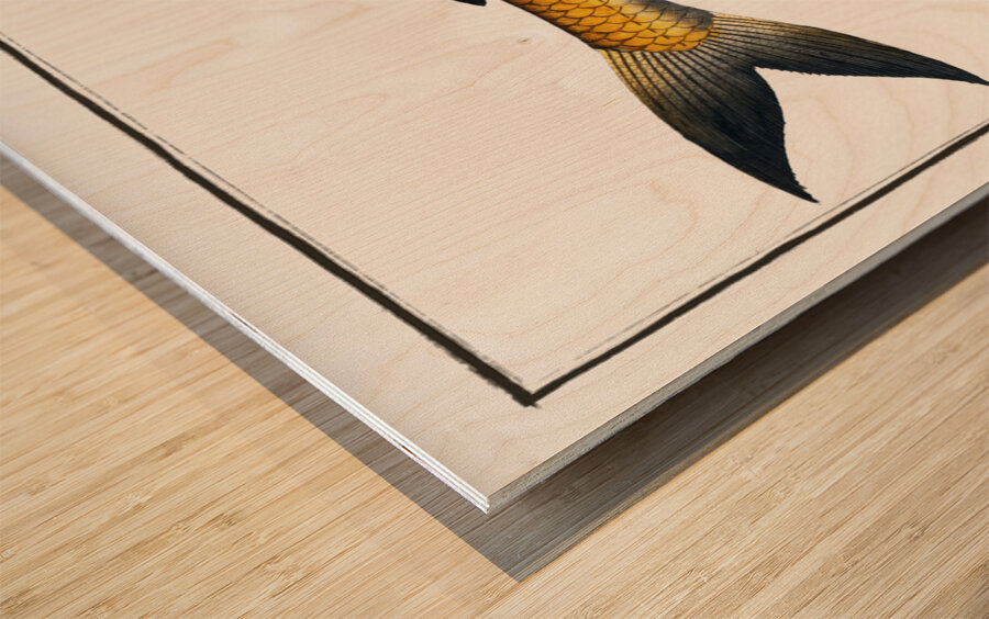 Tumbil Salmo Tumbil Wood print