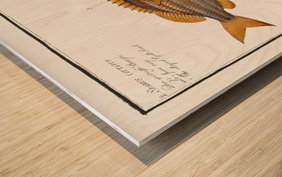 1. Cuning Sparus Cuning 2. Striped Gilt-head Sparus vittatus Wood print