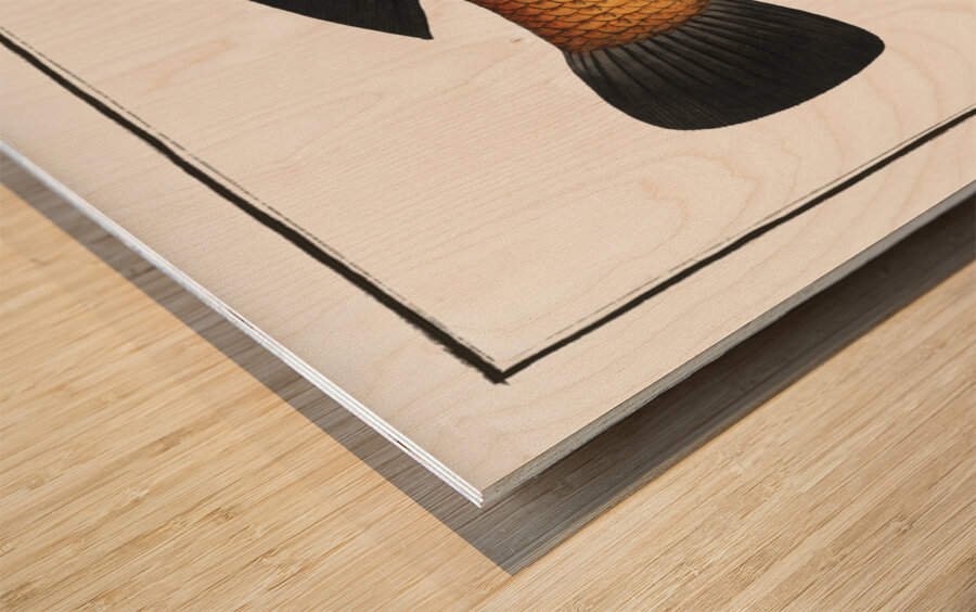 Black-fin Labrus melapterus Wood print