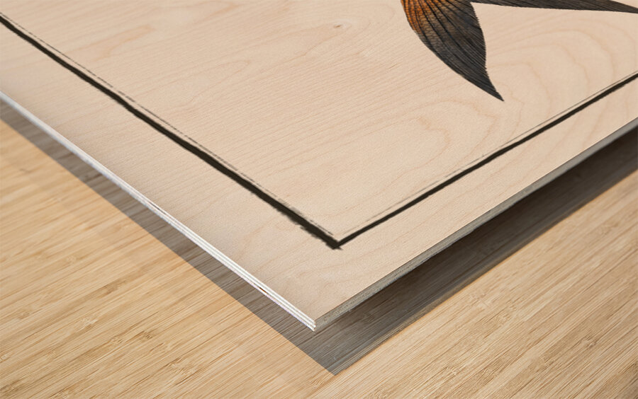 Toothed Gild-Head Sparus Raii Wood print