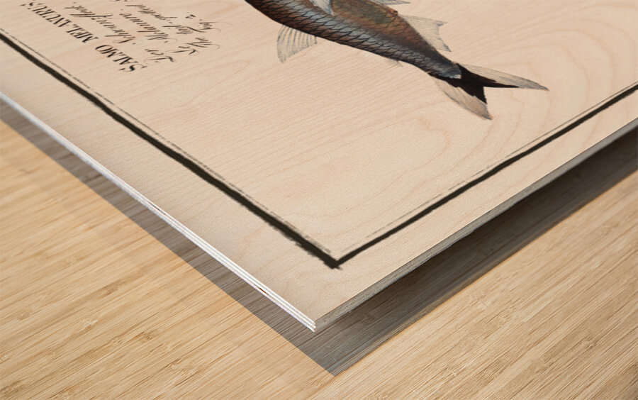 1. Capelan Salmo groenlandicus 2. Tail-spotted Salmon Salmo melanurus 3. Curimate Salmo unimaculatus Wood print