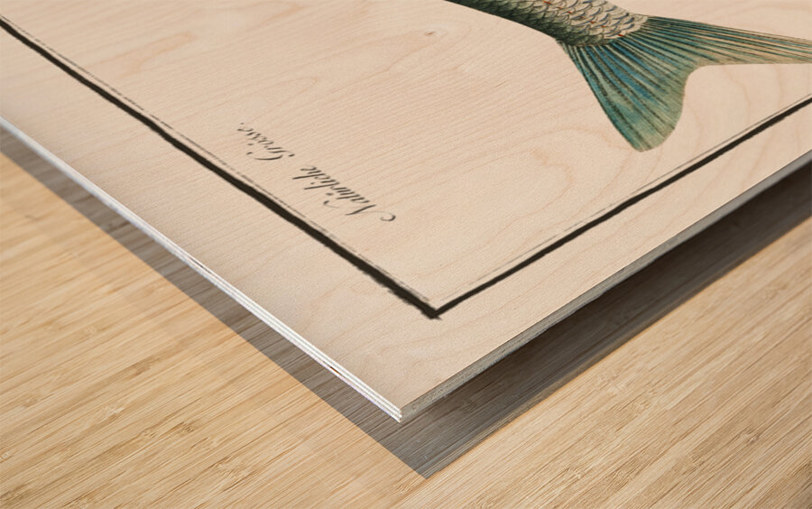 Nase-Carp Cyprinus Nasus Wood print