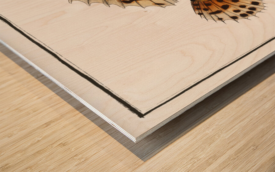 American Toad-Fish Lophius Histrio Wood print