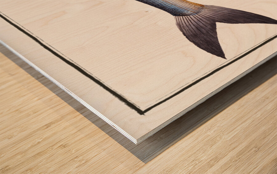 Sea-Pike Esox Sphyraena Wood print