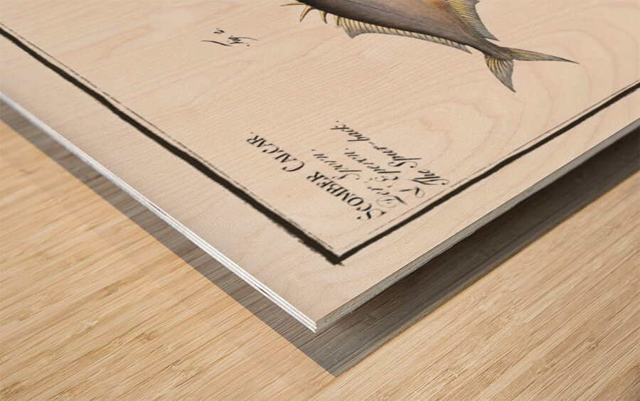 1. Cross-spine Scomber aculeatus 2. Spur-back Scomber Calcar Wood print