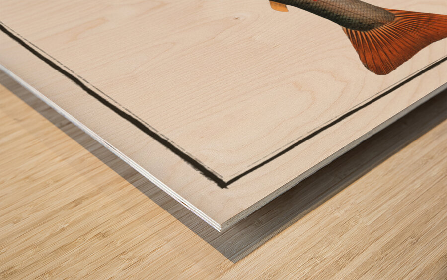 Charr Salmo Alpinus Wood print