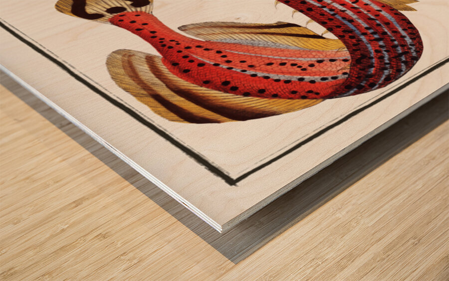 Trumpet Fistularia chinensis Wood print