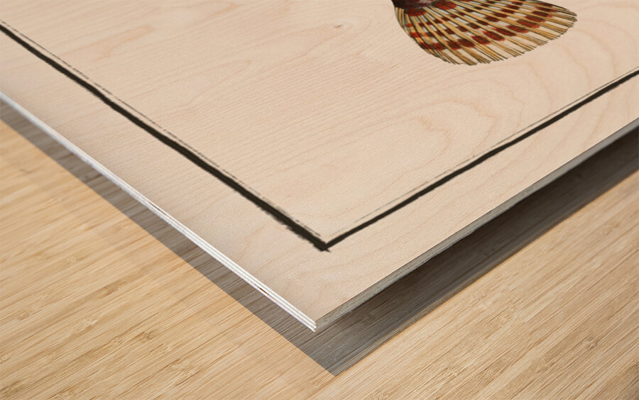 Smaller Flying-Fish Trigla Carolina Wood print