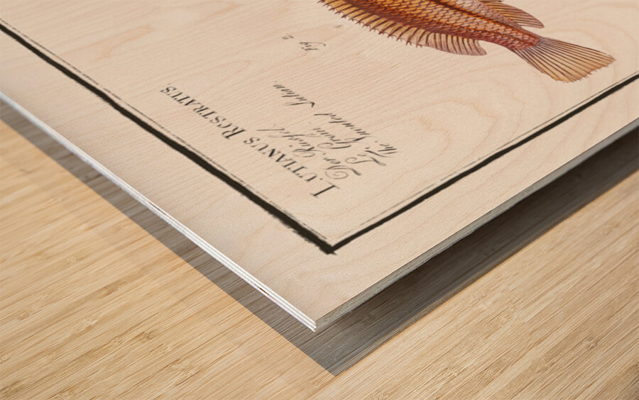 1. Green-fin Lutianus Virescens 2. Snouted Lutian Lutianus Rcstratus Wood print