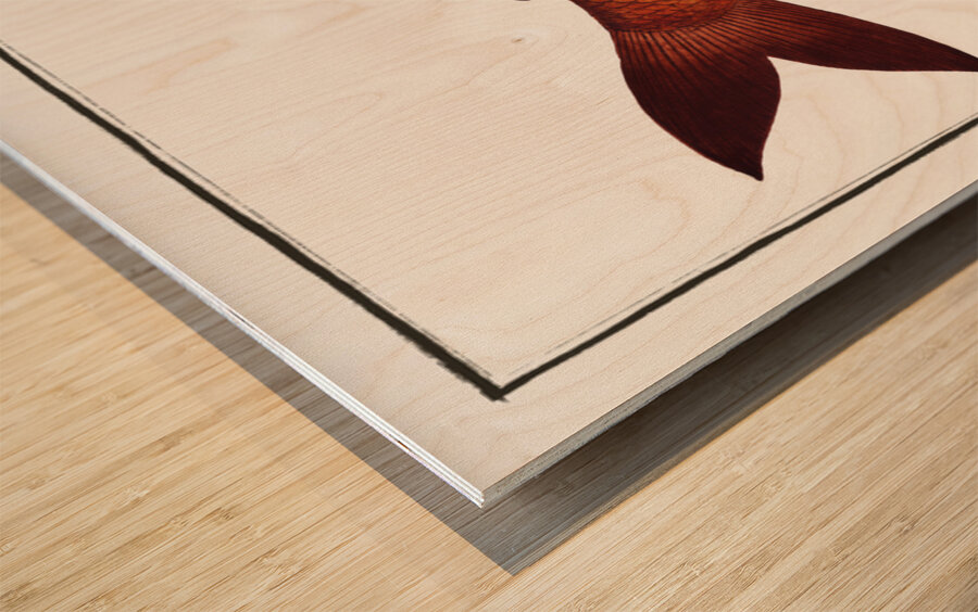 Odoe Salmo Odoe Wood print