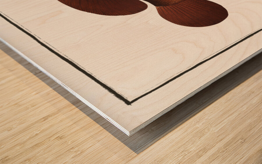 Africain Wall-eye Epinephelus Afer Wood print