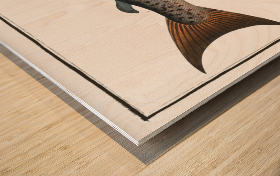Male-Salmon Salmo Salar Mas Wood print