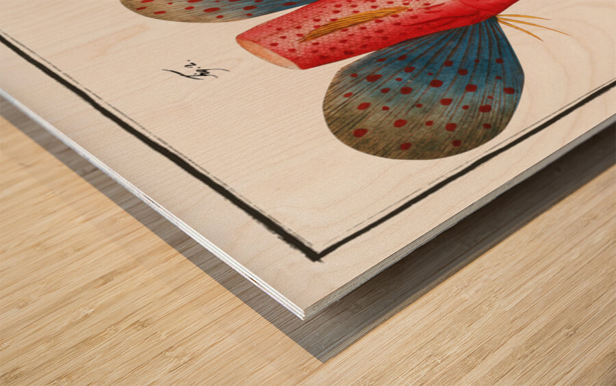 Punctulated Trigla Trigla punctata Wood print