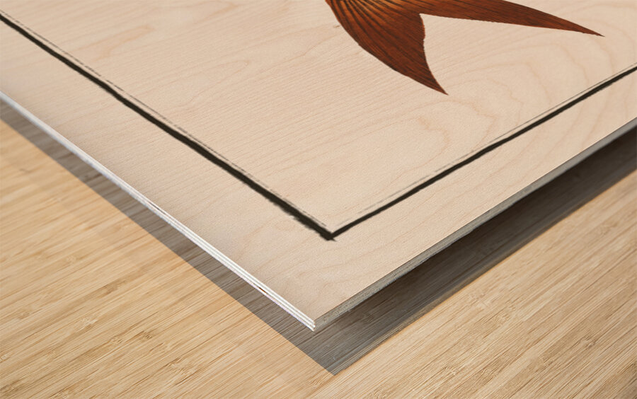 Flat-Nose Polynemus decadactylus Wood print