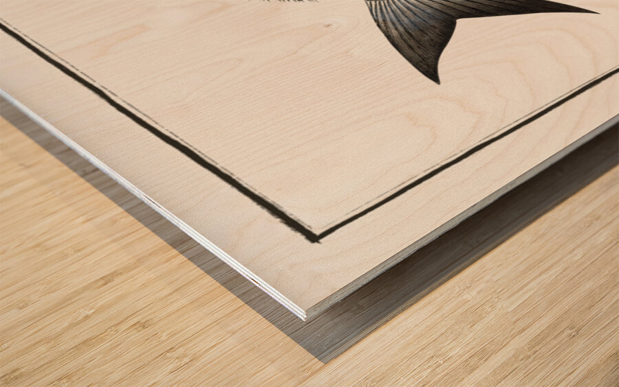 Gilt-Head Sparus Aurata Wood print