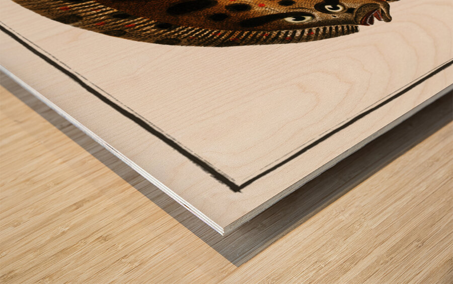 Whiff Pleuronectes punctatus Wood print