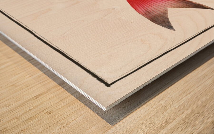 Sea-Bream Sparus Pargus Wood print