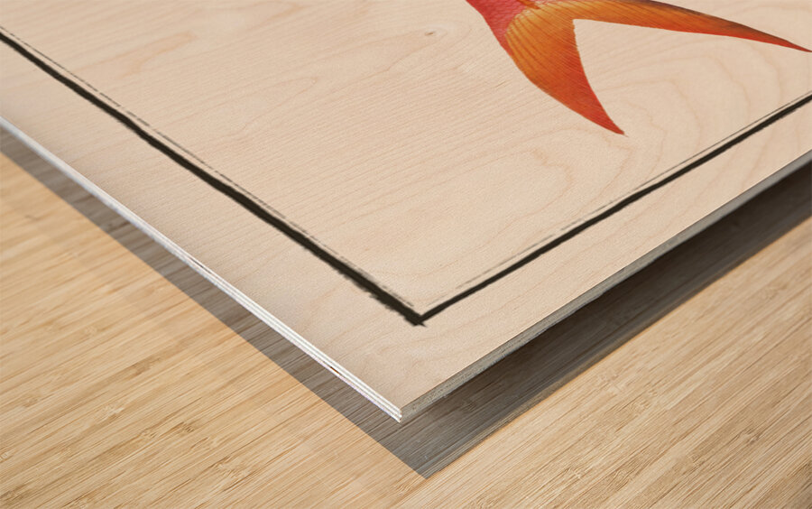 Gold-tailed Gilt-head Sparus Chrysurus Wood print