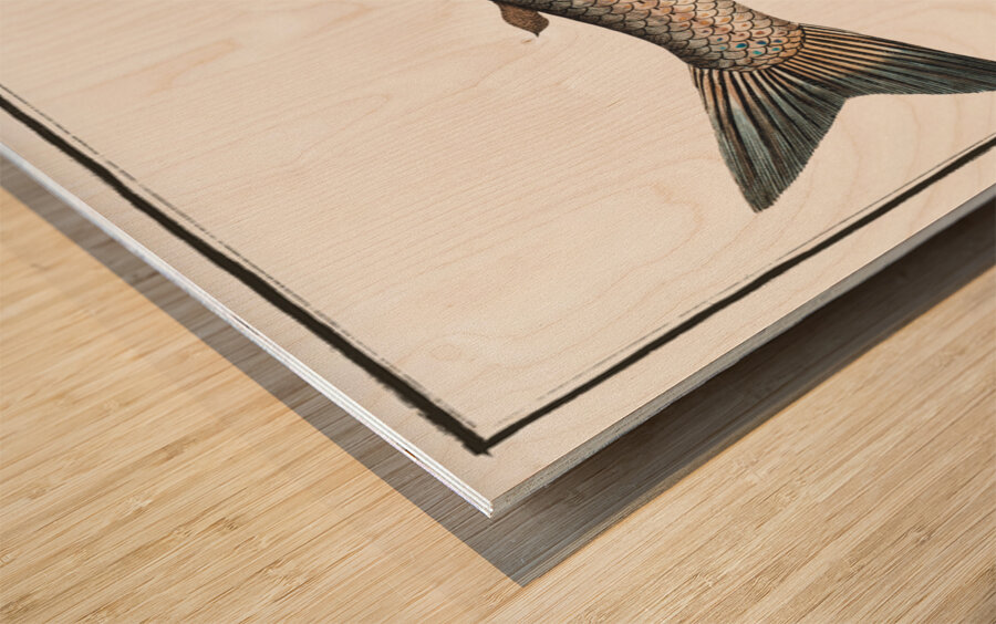 Broad-Gwiniad Salmo Thymallus latus Wood print