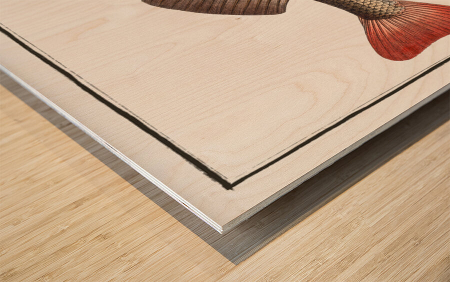 Perch Perca Fluviatilis Wood print