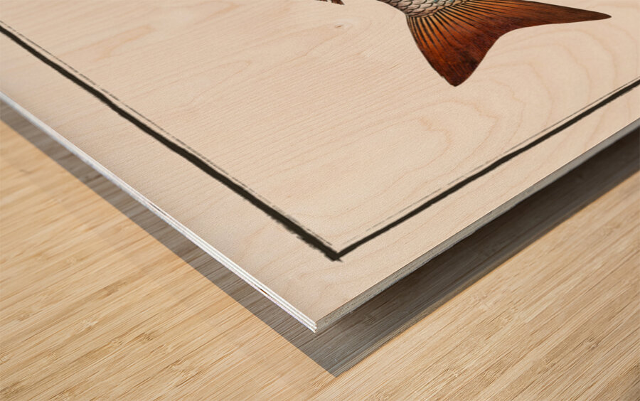 Gold-eye Lutianus chrysops Wood print