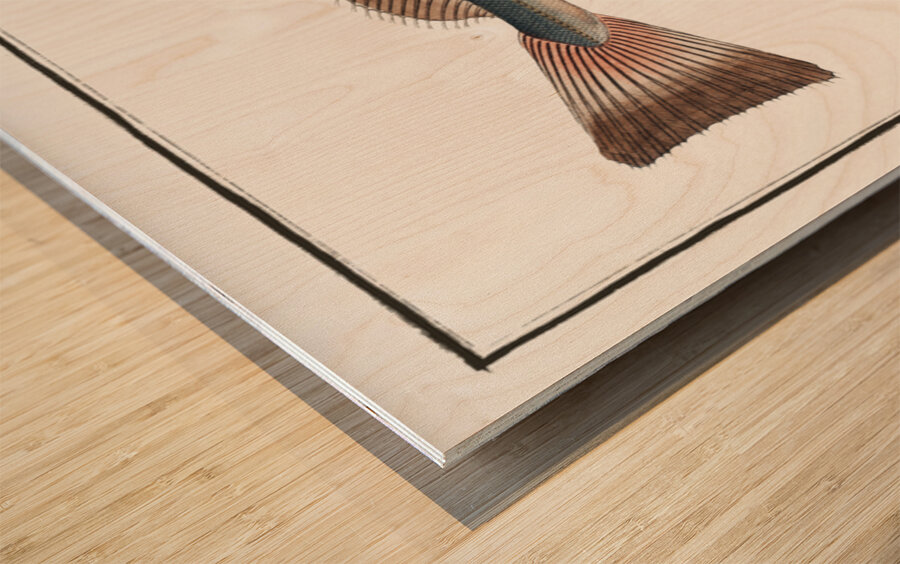 Hake Gadus Merluccius Wood print