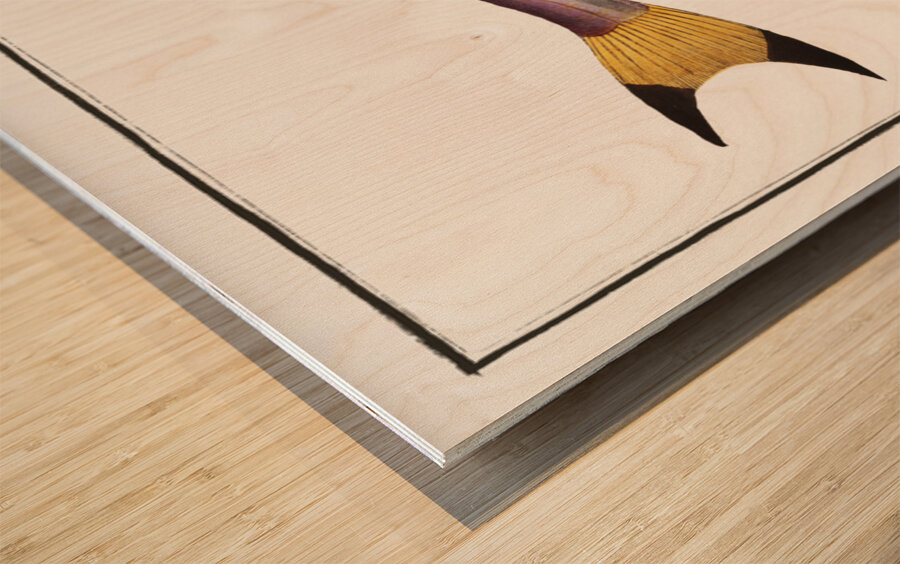 Bimaculated Silure Silurus bimaculatus Wood print