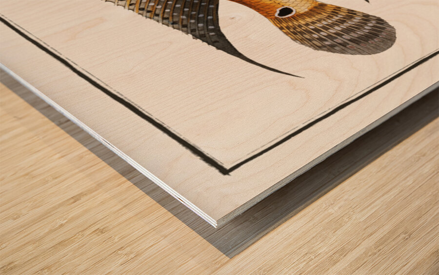 Stone-Perch Perca saxatilis Wood print