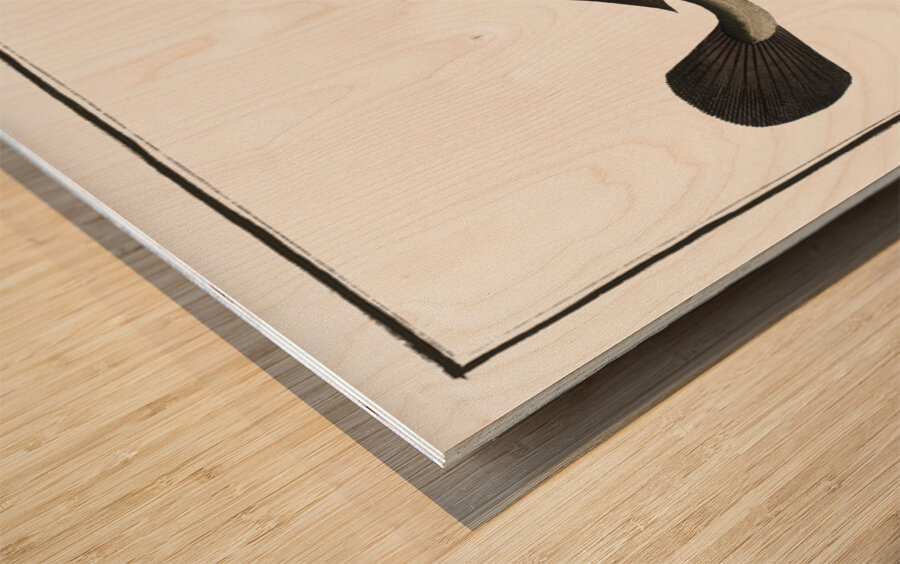 Sucking-Fish Echeneis Neucrates Wood print