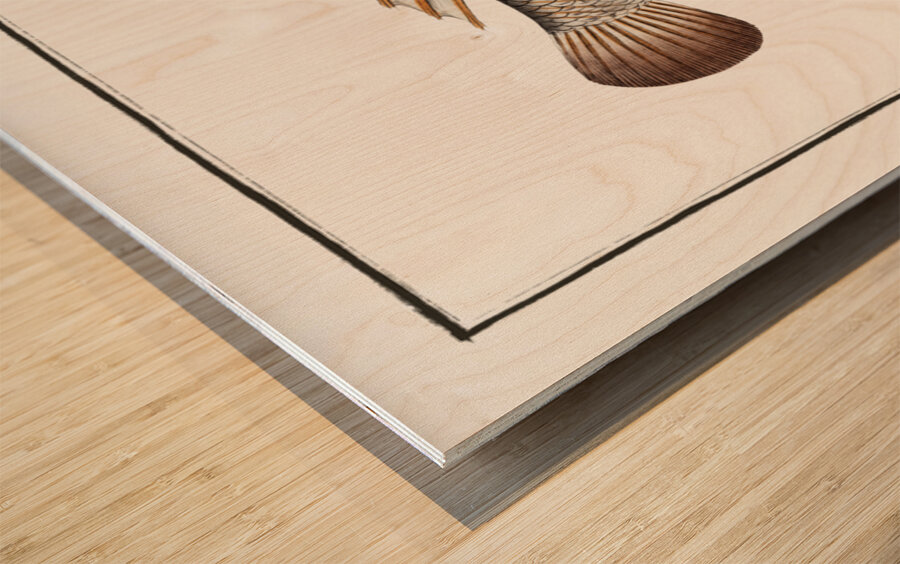 Blue-head Labrus cyanocephalus Wood print