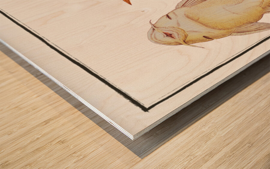 Guacari Loricaria plecostomus Wood print