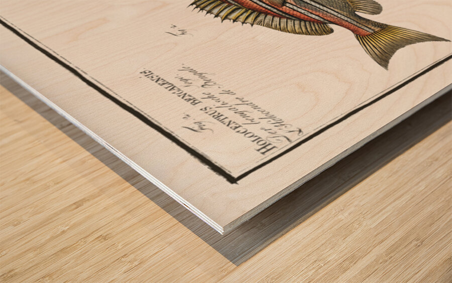 1. Lutjanus Hasta 2. Holocentrus bengalensis Impression sur bois