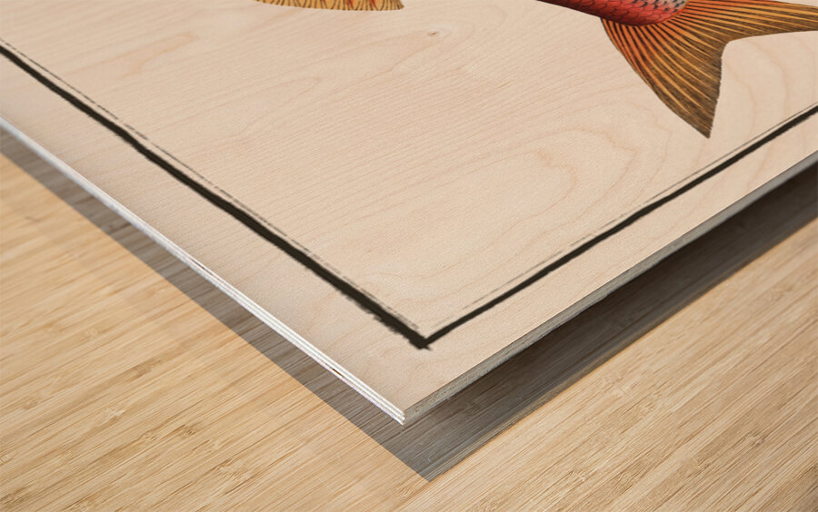 Striped Surmulet Mullus Surmuletus Impression sur bois