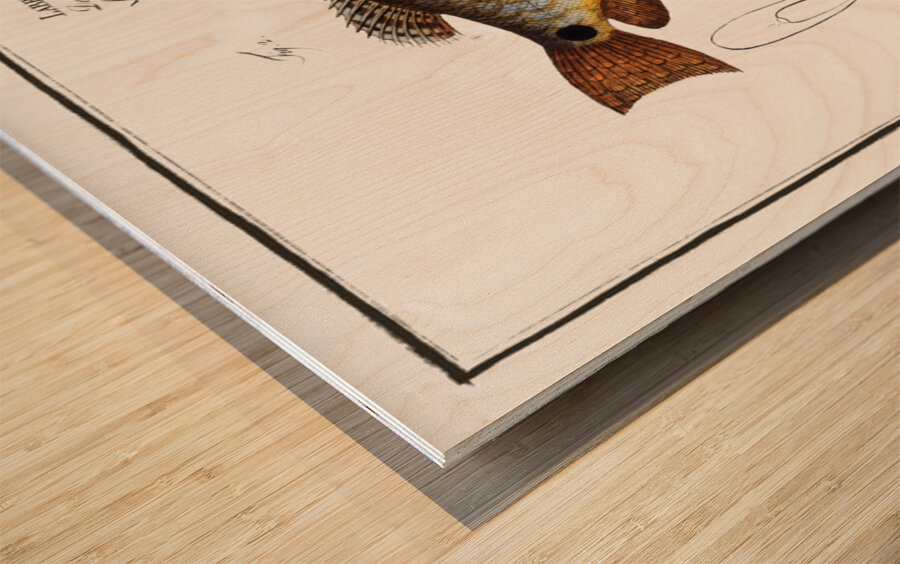 1. Punctulated Wrasse Labrus punctatus 2. Hair-finned Wrasse Labrus trichonterus Wood print