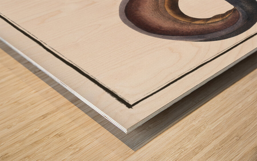 Electric-Eel Gymnotus Electricus Impression sur bois