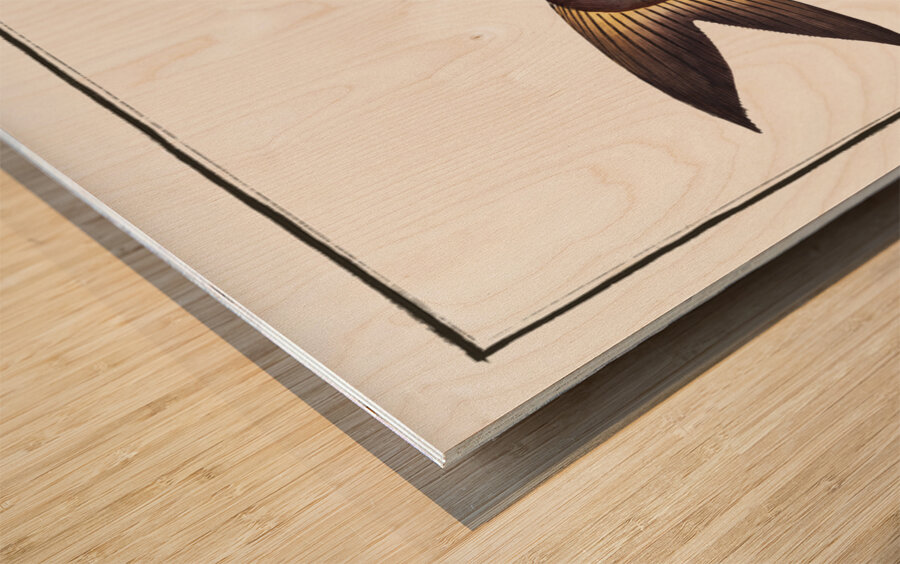 Silver-Silure Silurus Herzbergii Wood print