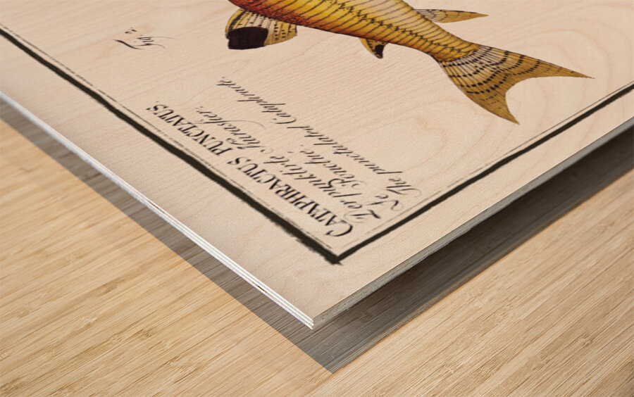 1. Tamoate Cataphractus Callychthis 2. Punctulated Cataphracte Cataphractus punctatus Wood print