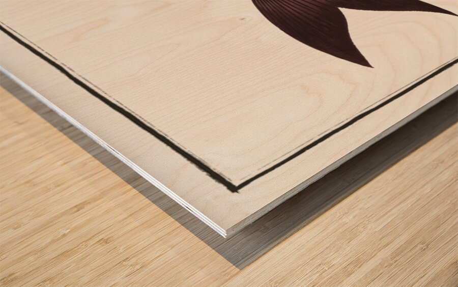 Fringed Carp Cymbrinus fimbriatus Wood print