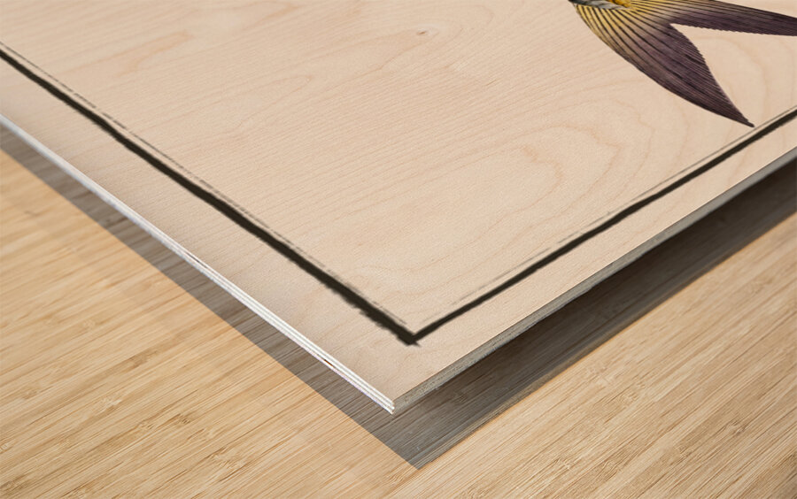 Rottlers Mackrel Scomber Rottleri Wood print