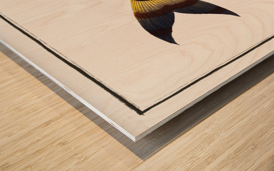 Streaked Salmon Salmo fasciatus Wood print