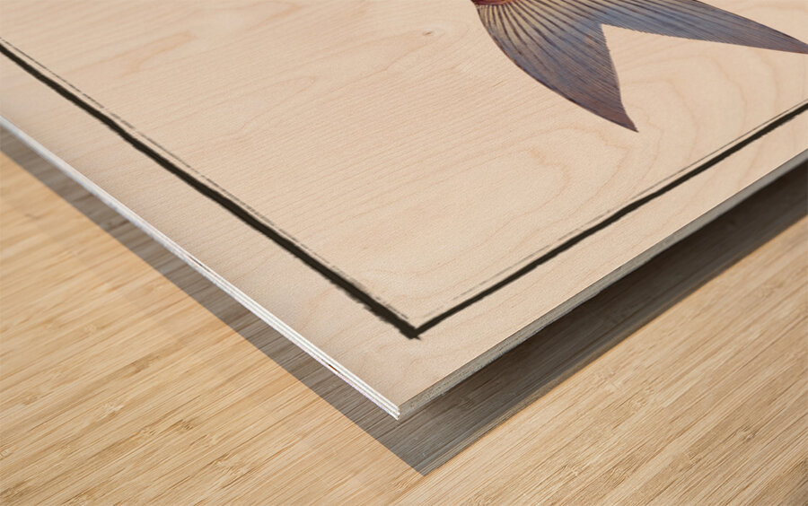 Cirrhated Carp Cyprinus cirrhosus Wood print