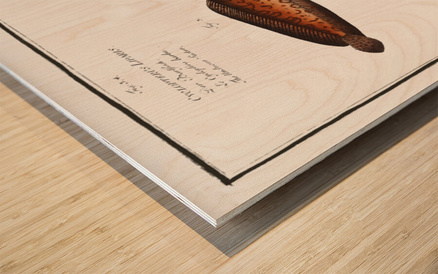 1. Snipe-Fish Centriscus Scolopax 2. Knife Fish Centriscus Scutatus 3. 4. Unctuous Sucker Cyclopterus Liparis Wood print