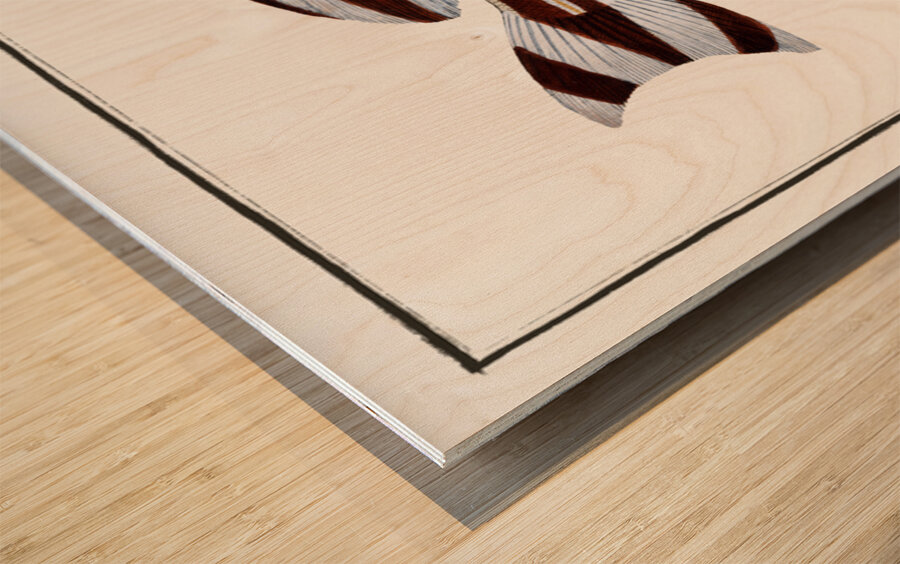 Warna Anthias Diagramma Wood print