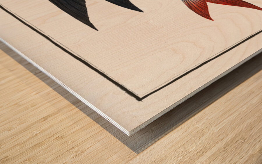 Flying-Fish Exocoetus evolans Wood print