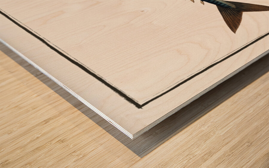 Mackrel Scomber Scomber Wood print