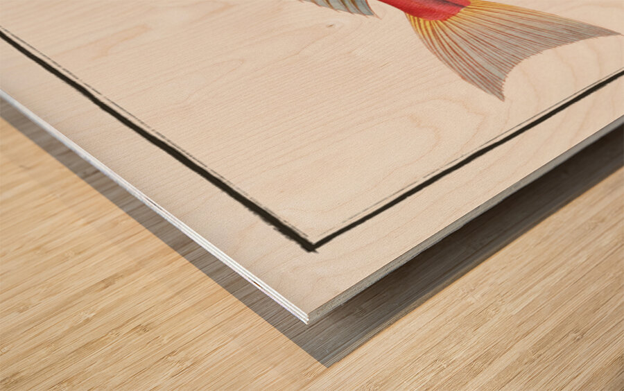 Piper Trigla Lyra Wood print