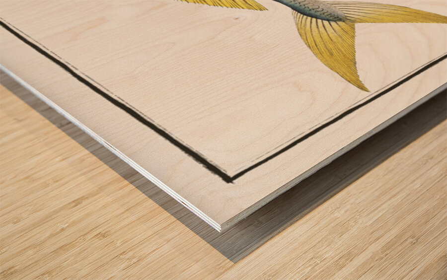 Carangoe Scomber Carangus Wood print