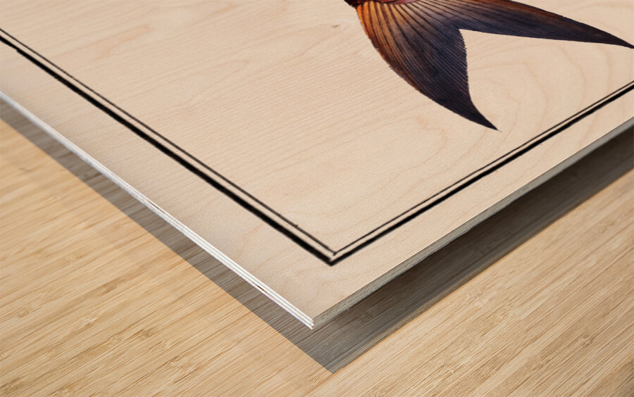 Rib-fish Cataphractus costatus Wood print