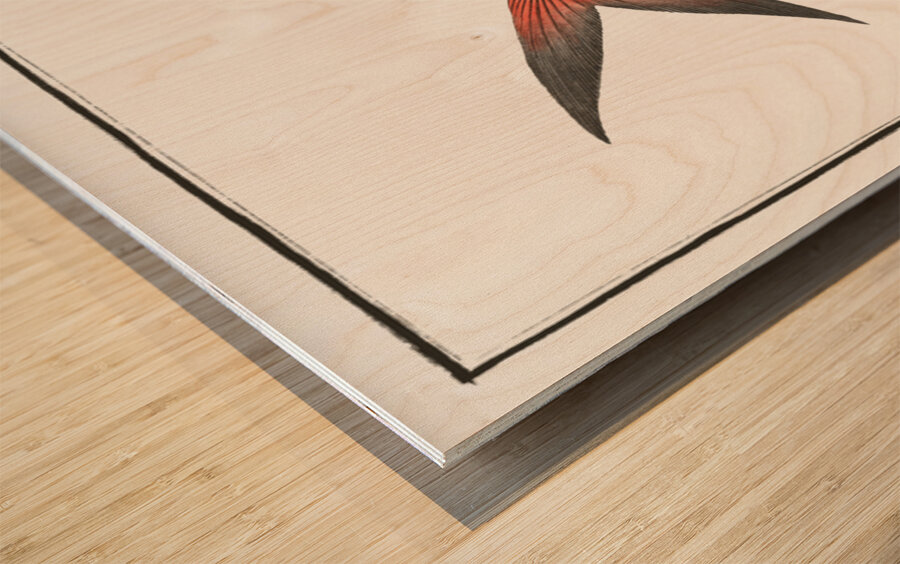 Green Mackrel Scomber Chloris Wood print